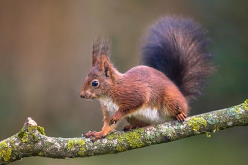Red squirrel walking on branch