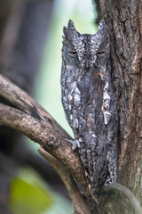 African Scops Owl bark camouflage