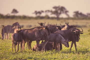 Fototapeta premium Common Wildebeest herd fgrazing at Mooiplas