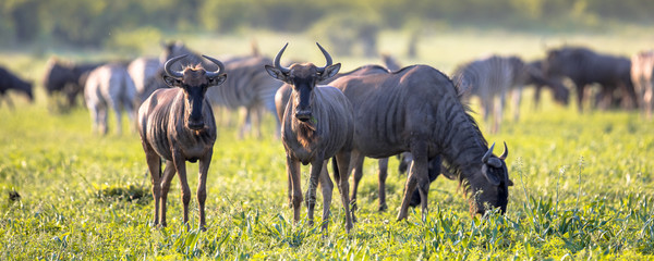 Common Wildebeest herd grazing at Mooiplaas - obrazy, fototapety, plakaty