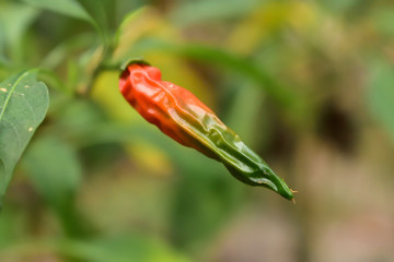 Chilli