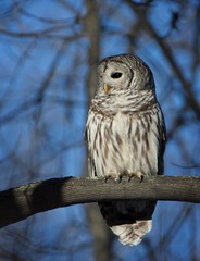 Barred Owl on tree branch in winter sunlight