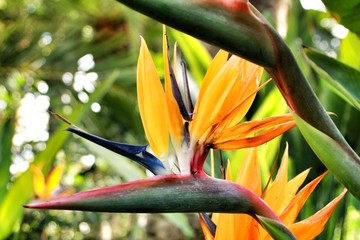 Fototapeta na wymiar Bird of Paradise flower, Paradisaeidae plant