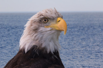 Bald Eagle closeup portrait with blue water and horizon background
