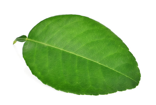 single lime leaf isolated on white background