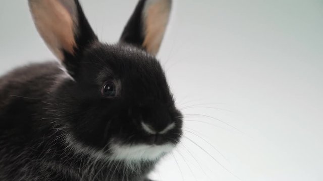 Portrait of a black rabbit kid from the side