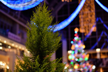 クリスマスツリーになる前の木