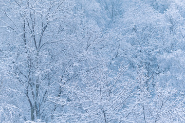 Winter snowing, branches with snow covering. Snow drop on trees in Moscow, Russia.