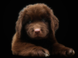 Puppy Newfoundland dog portrait, facing the camera