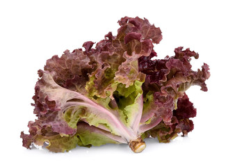 fresh red coral salad or red lettuce isolated on the white background