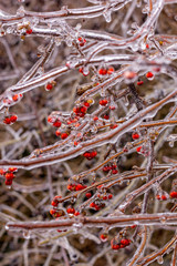 Freezing red berries