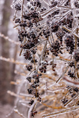 Freezing black berries