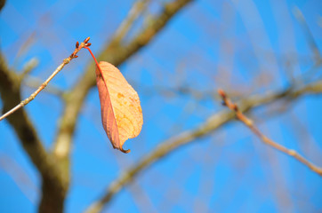 枯葉の最後の1枚