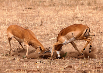 Impala in lotta per la femmina - Tarangire Park - Tanzania