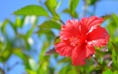 美しいハイビスカス