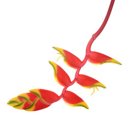 heliconia flower isolated on white background, tropical flower