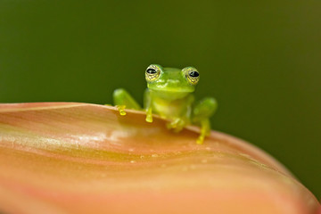 Spiny Cochran frog (Teratohyla spinosa) found in the Pacific lowlands of northern and central Ecuador and western Colombia, northward on the Pacific slopes Panama and Costa Rica