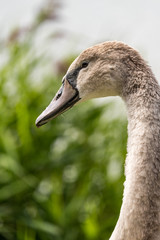 White swan close up of neck and face with a green planted background.