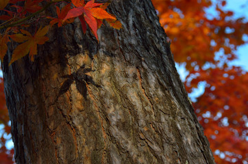 紅葉の影