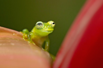 Spiny Cochran frog (Teratohyla spinosa) found in the Pacific lowlands of northern and central Ecuador and western Colombia, northward on the Pacific slopes Panama and Costa Rica