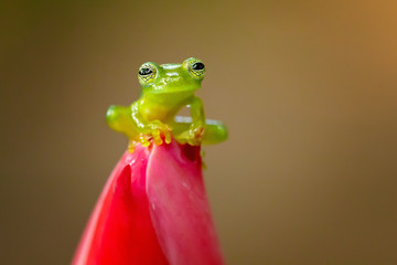 Spiny Cochran frog (Teratohyla spinosa) found in the Pacific lowlands of northern and central Ecuador and western Colombia, northward on the Pacific slopes Panama and Costa Rica