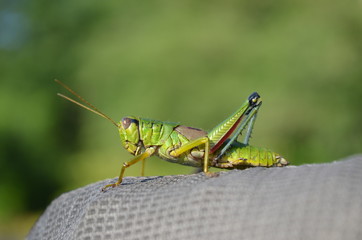 バッタを横から見てみると