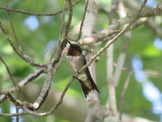 hummingbird on a branch