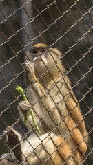 Monkey sitting in a cage
