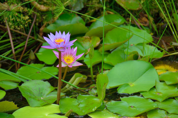 真っ直ぐ立つハスの花