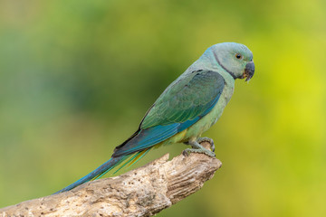 Malabar Parakeet - juvenile