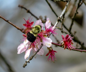 bee on a flower