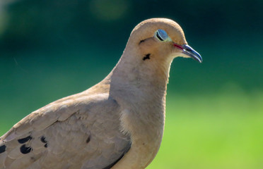 Mourning Dove with eyes closed.