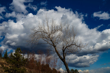 walk, observation, landscape, spring, forest, tree, blue, sky, large, white, cloud