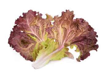 fresh red coral salad or red lettuce isolated on the white background