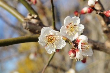 梅の花　いい香り　茨城