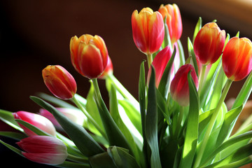 Bouquet of tulips