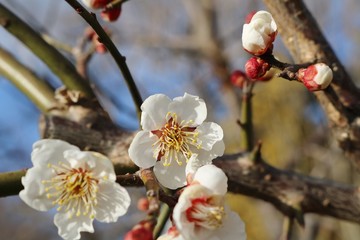 白梅　いい香り　茨城