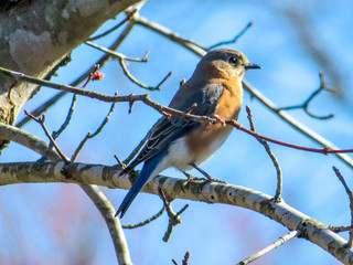 blue bird on a branch