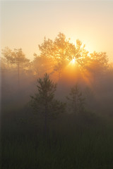 Sunrise with rays of light shining through pine trees