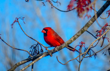 northern cardinal on a branch