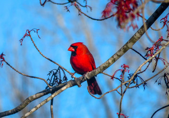 northern cardinal on a branch