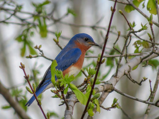 eastern bluebird on a branch