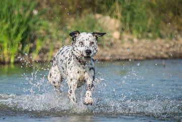 Dog is jumping in the water 