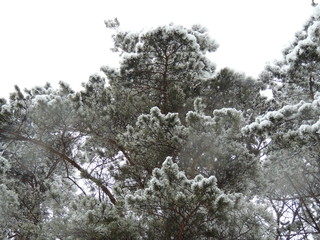 snow covered tree