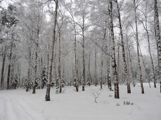 Fototapeta premium tree