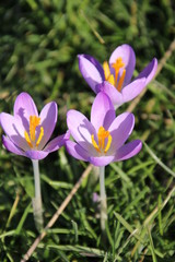 Purple and white crocus flowers just came out of the bulb on the end of the winter in 2019 in Bergschenhoek, the Netherlands
