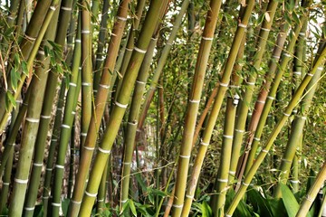 Fototapeta premium Bambusoideae Green bamboo trunks