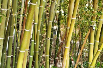 Obraz premium Bambusoideae Green bamboo trunks