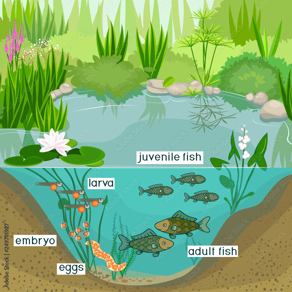 Sticker pond ecosystem and life cycle of fish. sequence of stages of development of fish from egg (roe) to a - Stickers