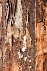 Old wooden board painted brown